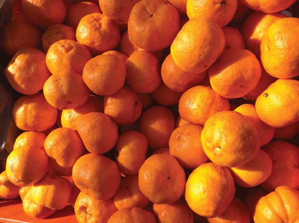 mandarins (1)